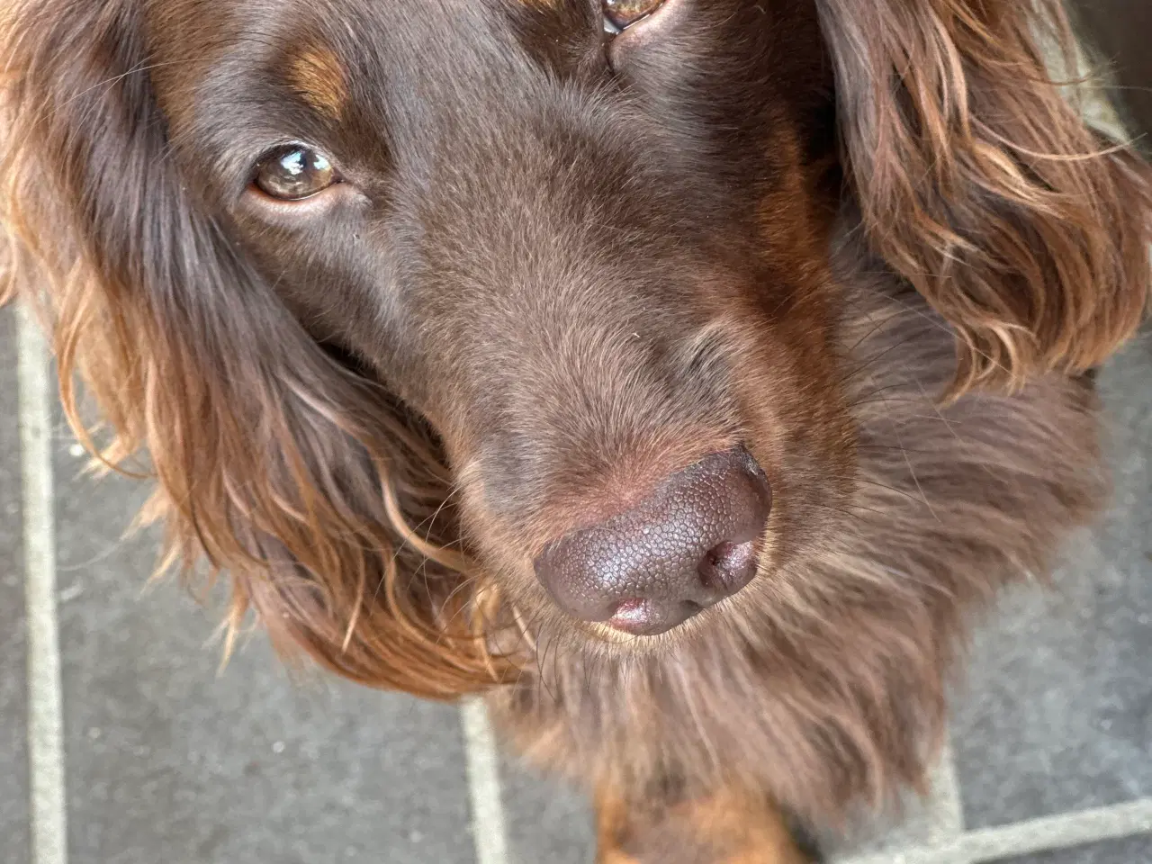 Billede 6 - Langhåret gravhund