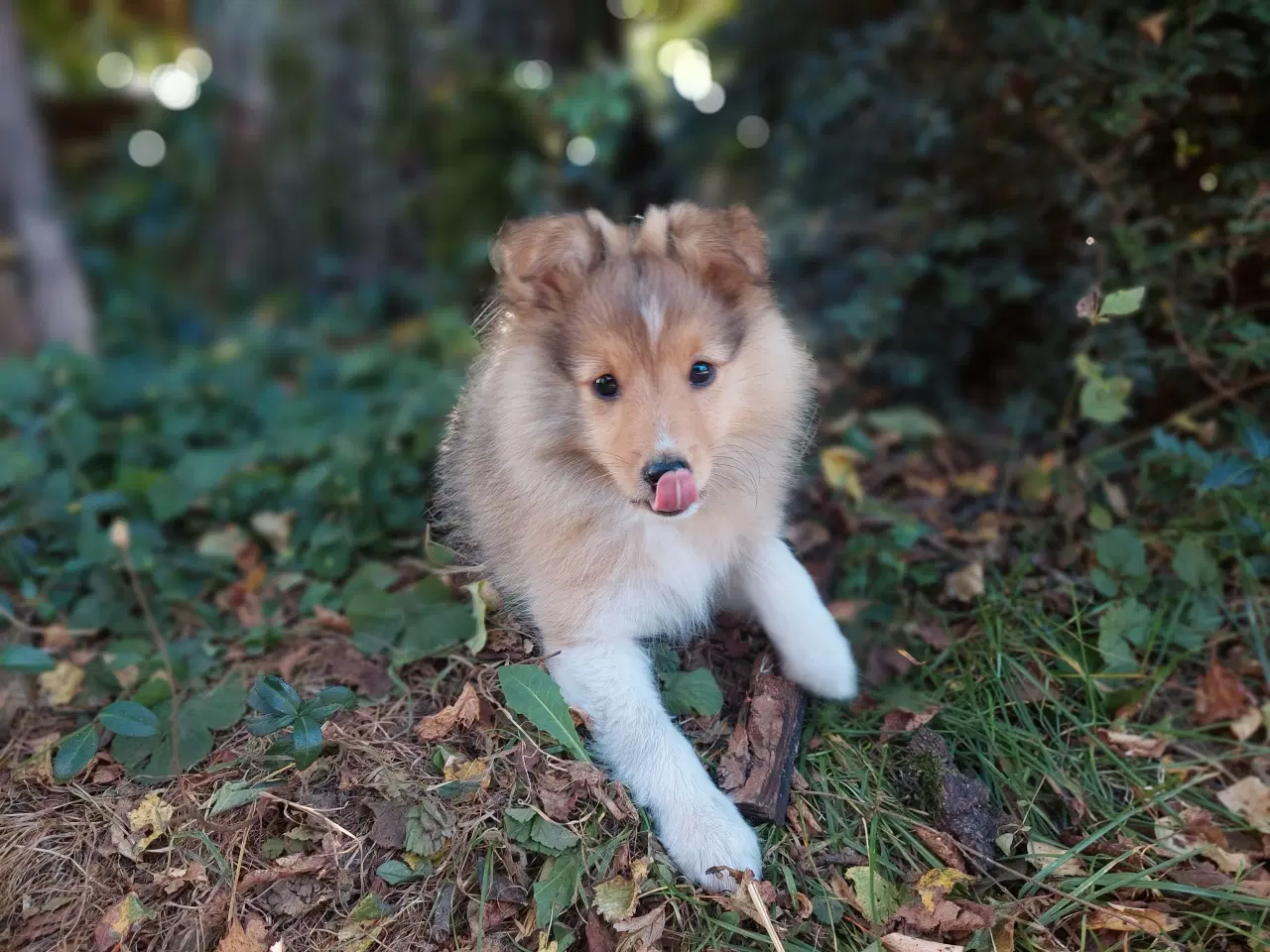Billede 6 - Sheltie hvalp hankøn