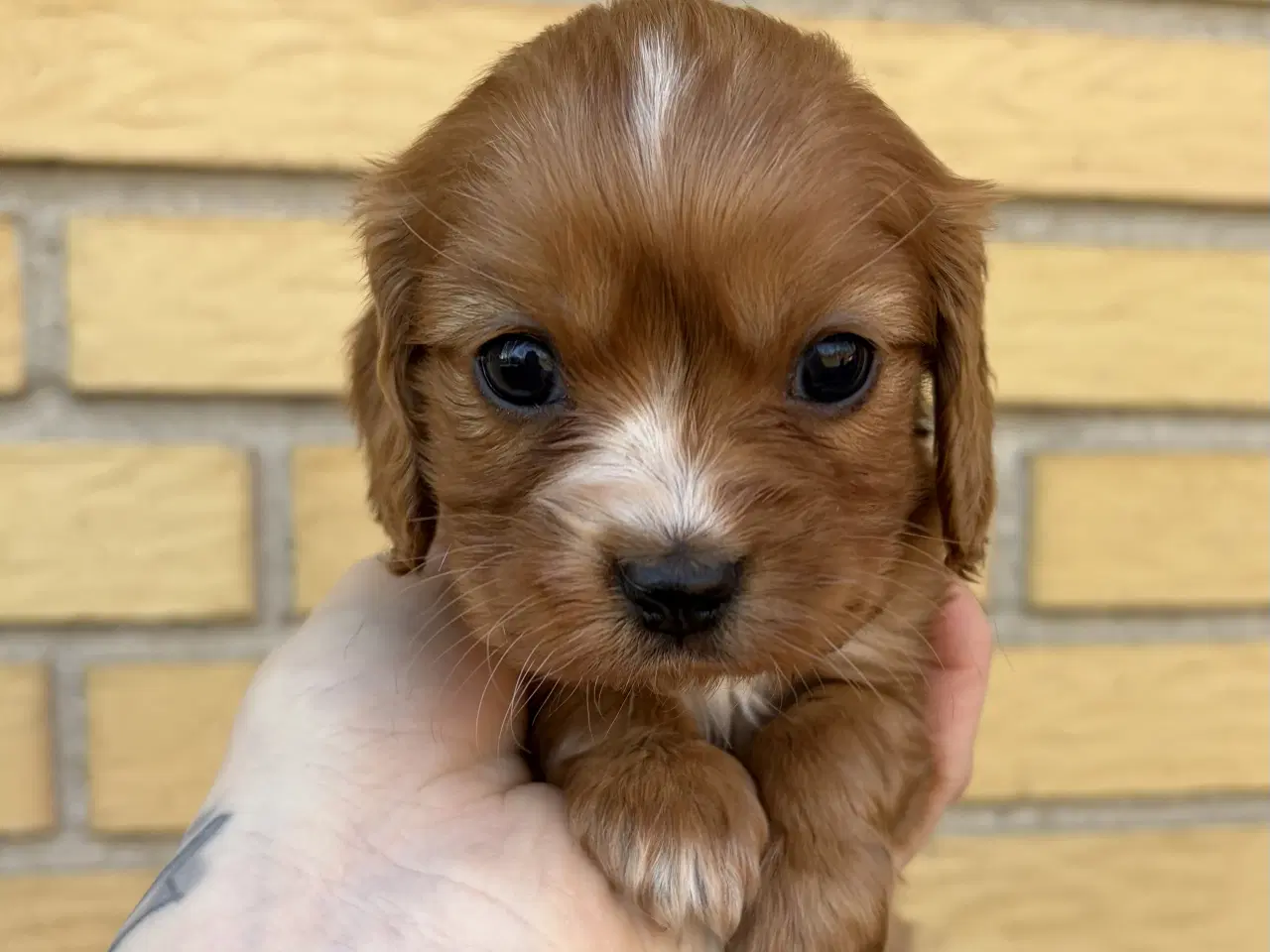 Billede 3 - Cavalier & Cocker Blanding