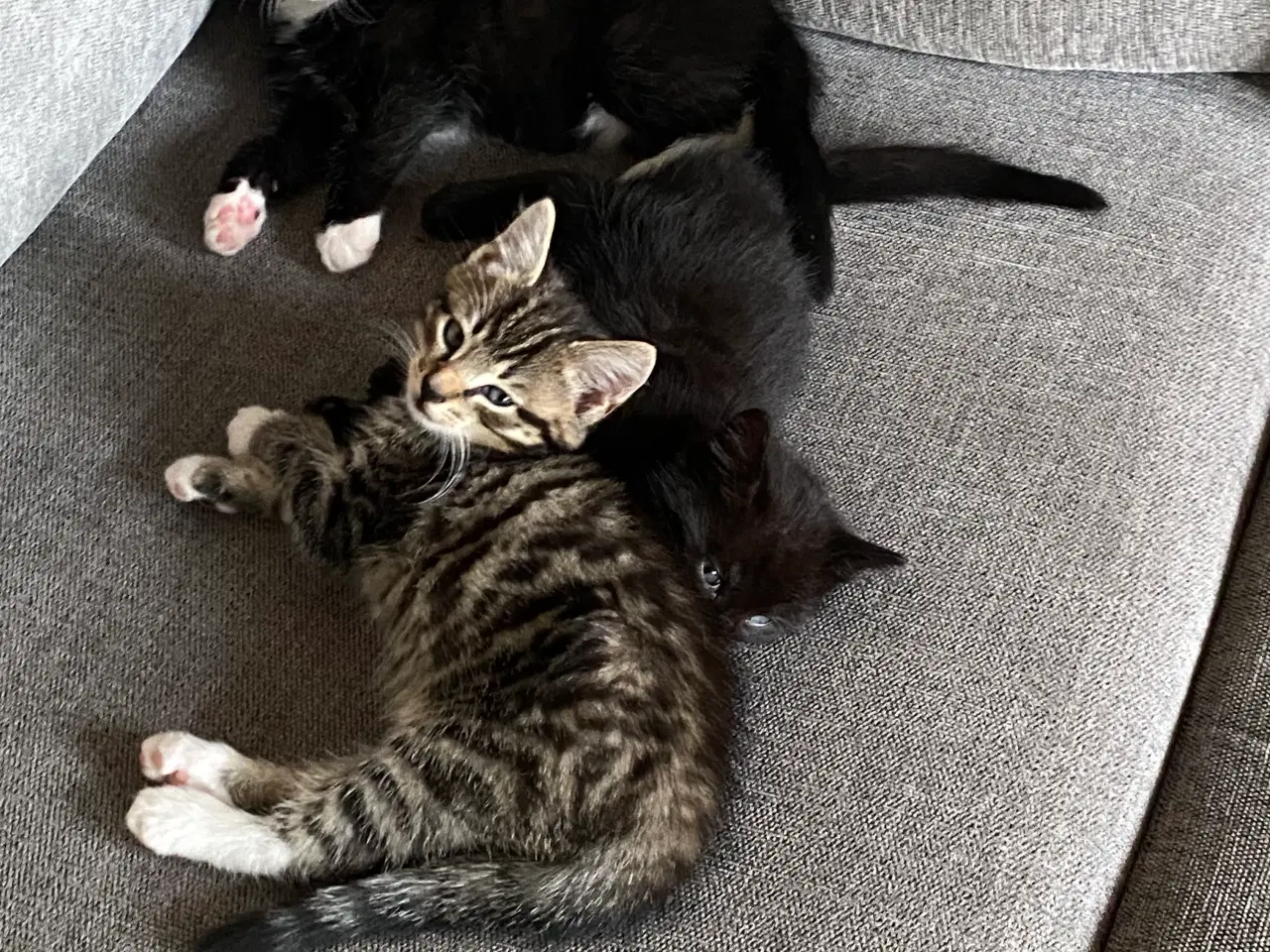 Billede 5 - Skønne killinger 1/2 norsk skovkat