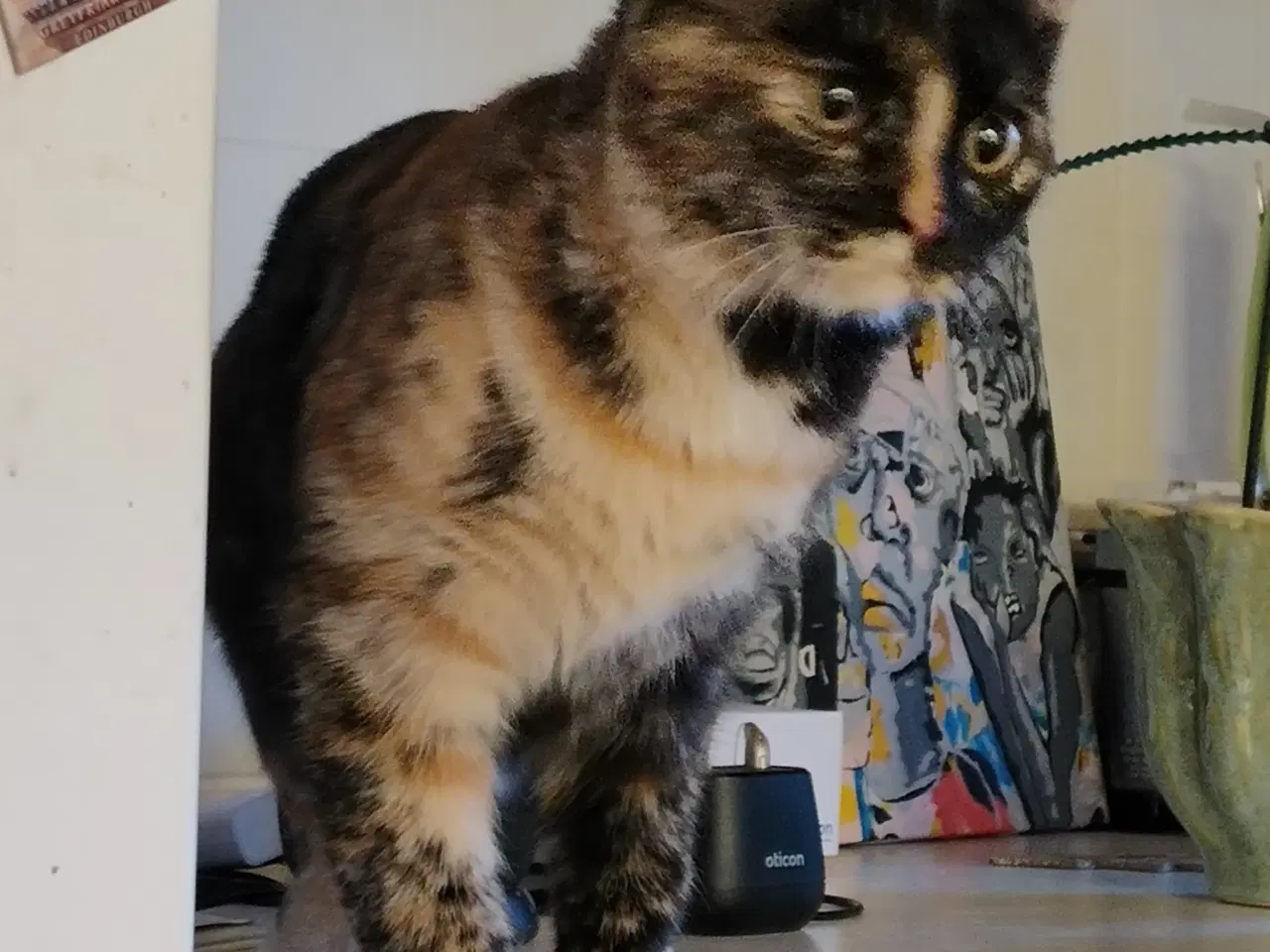 Billede 3 - British Shorthair/huskat blanding