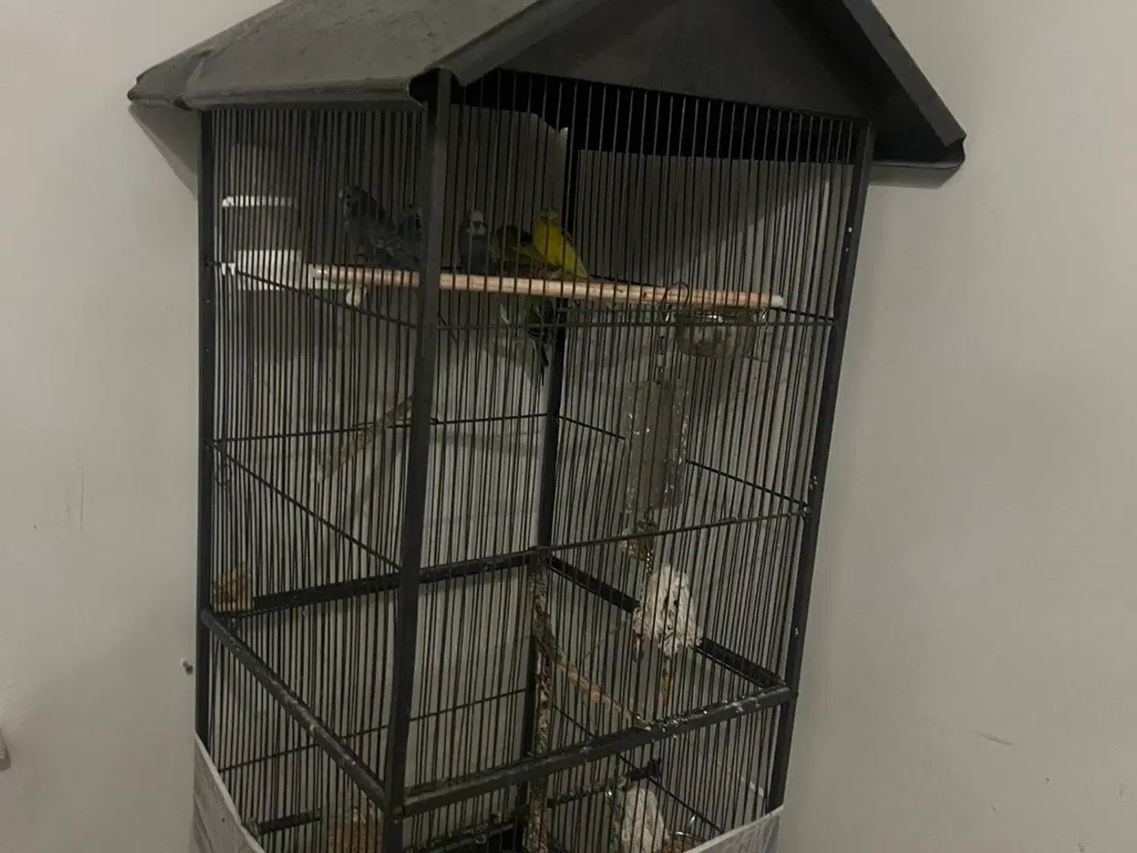 Billede 2 - Undulater med bur