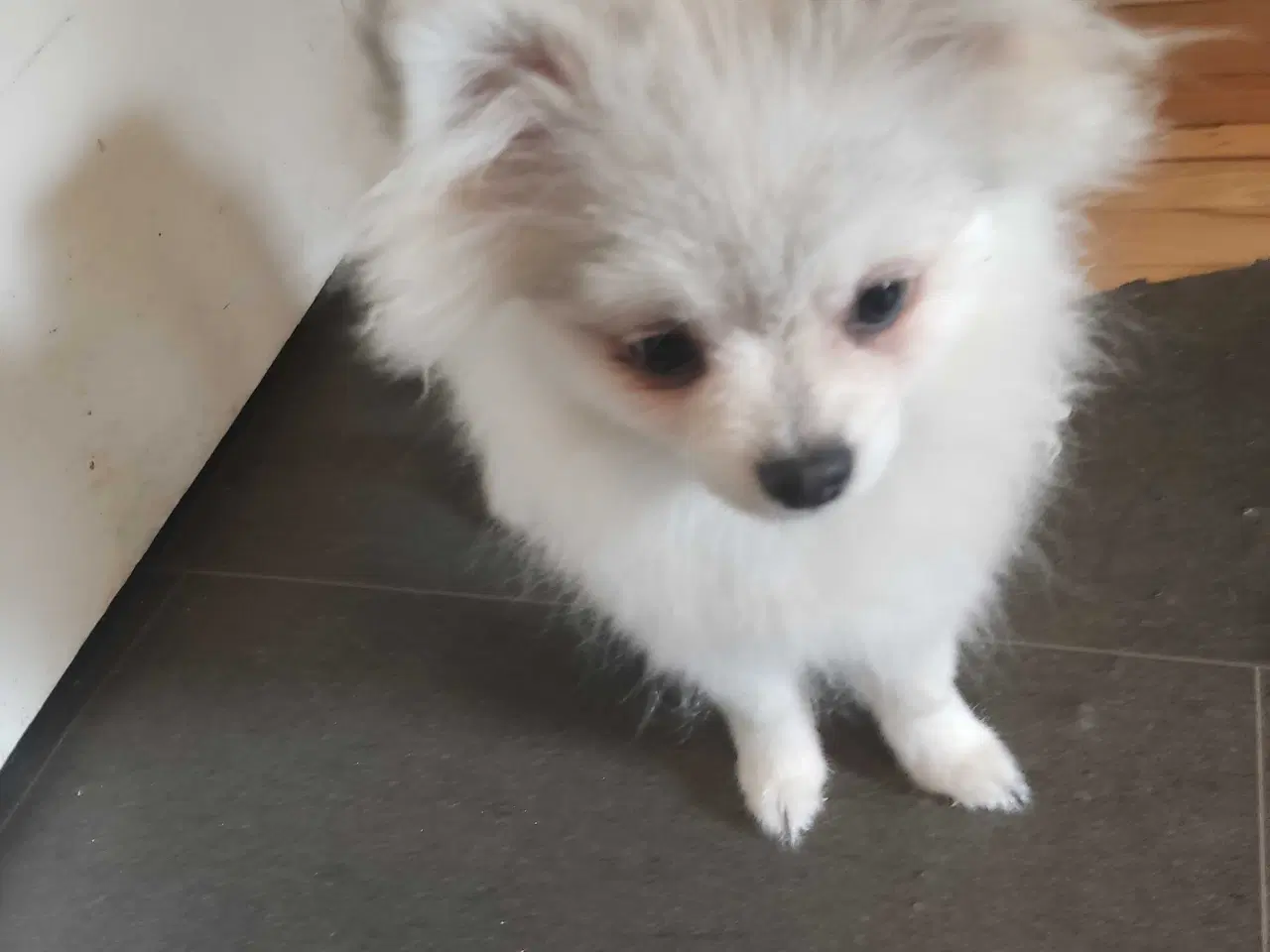 Billede 3 - Mini Pomeranian 
