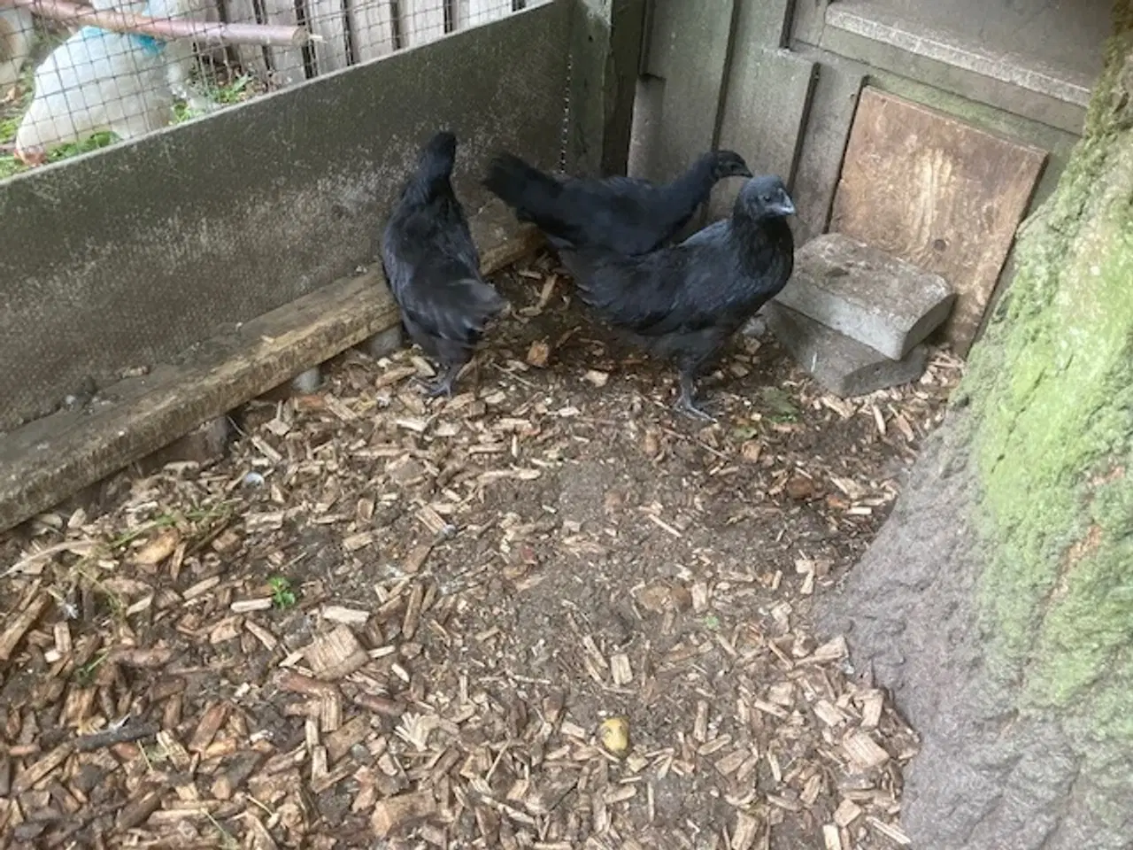 Billede 2 - Ayam Cemani kyllinger