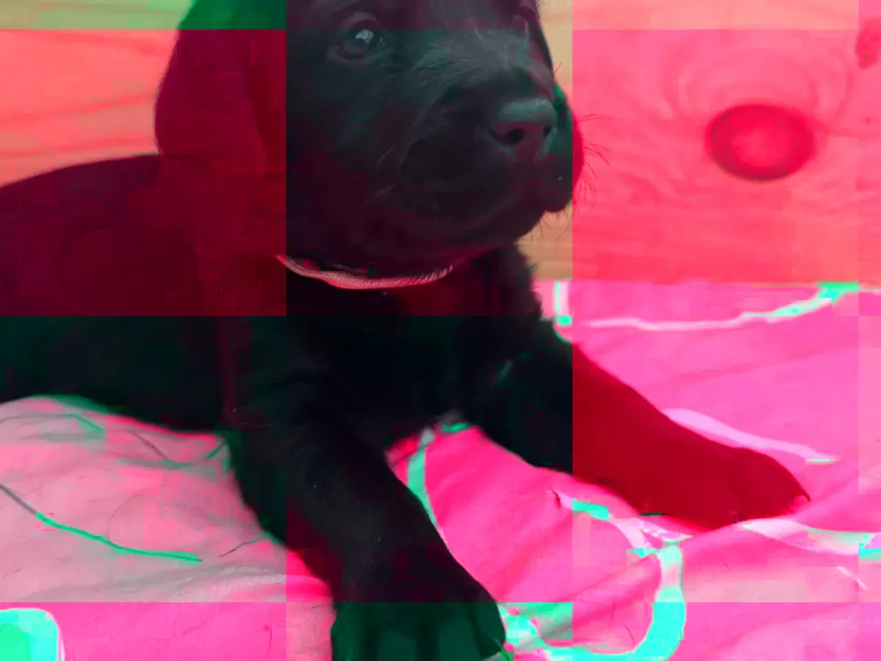 Billede 4 - Formel1  hvalpe 🥰 