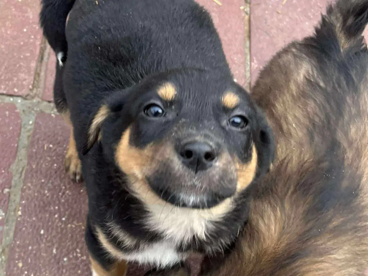 Billede 1 - Sødeste Crossaint søger familie 