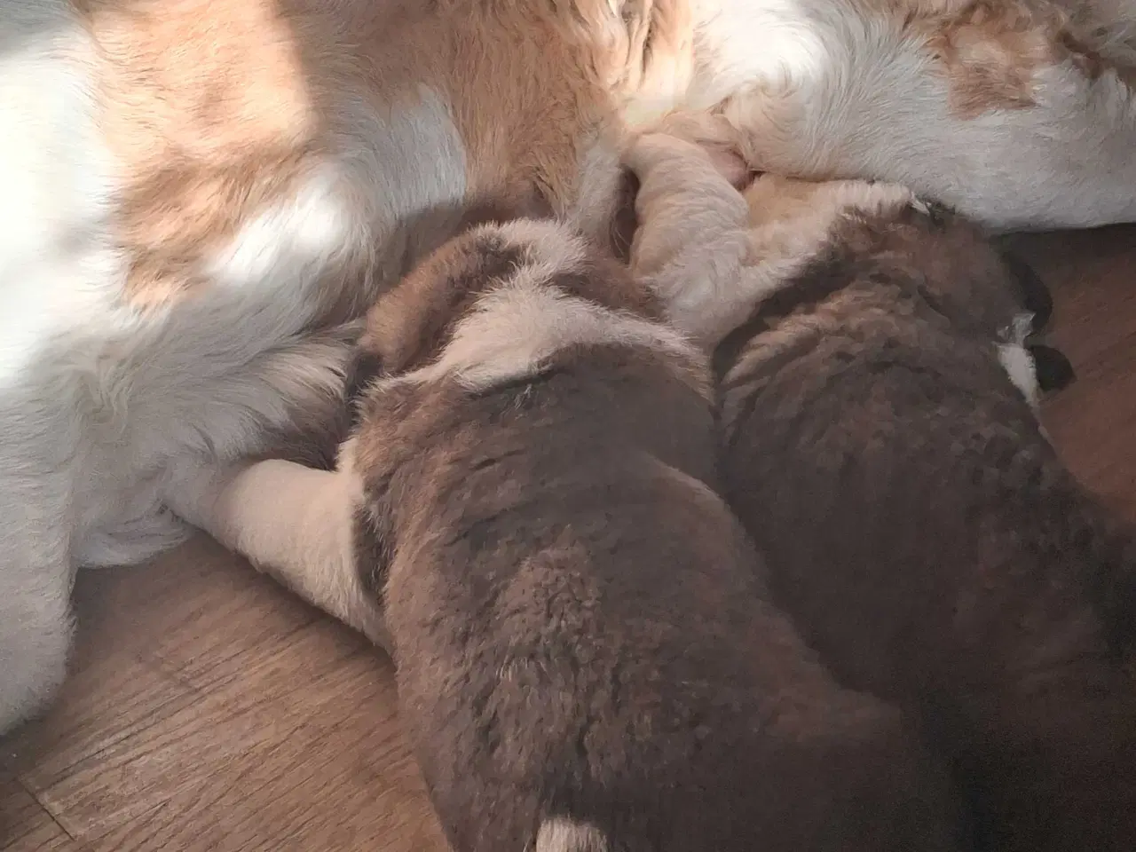 Billede 4 - Sankt bernhard valpe 