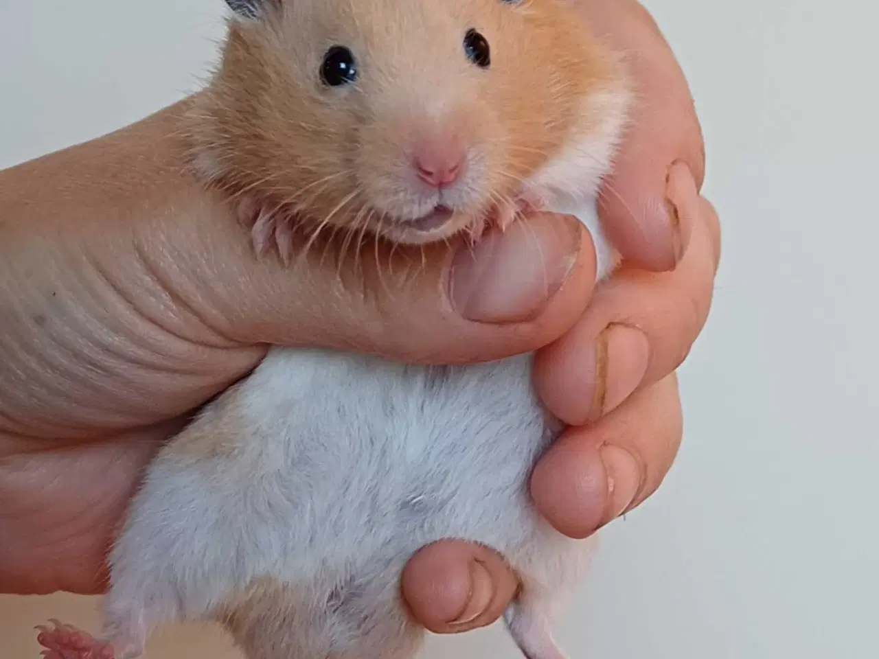 Billede 16 - Guldhamster unger 