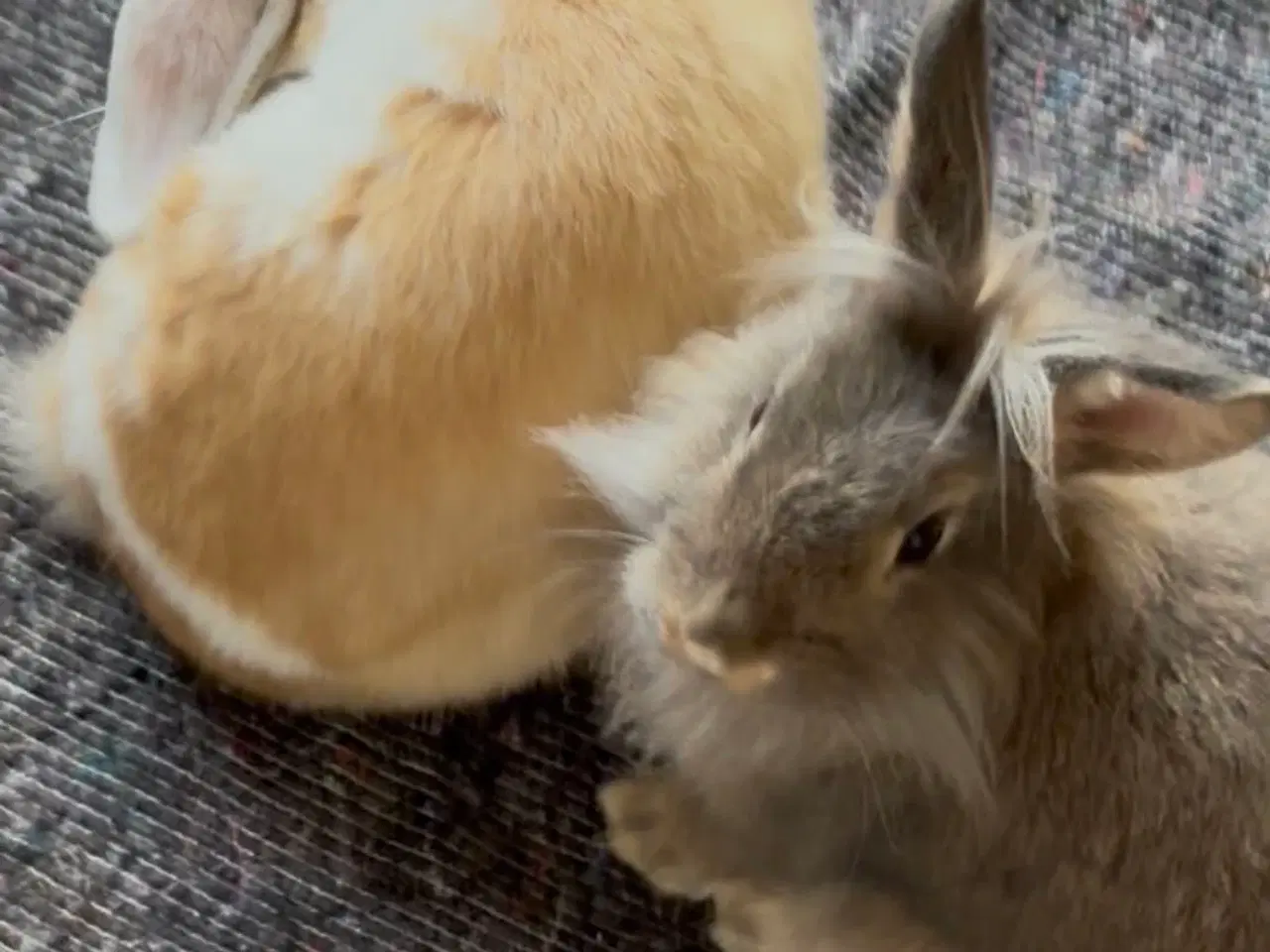Billede 9 - 2 søde kaniner med bur