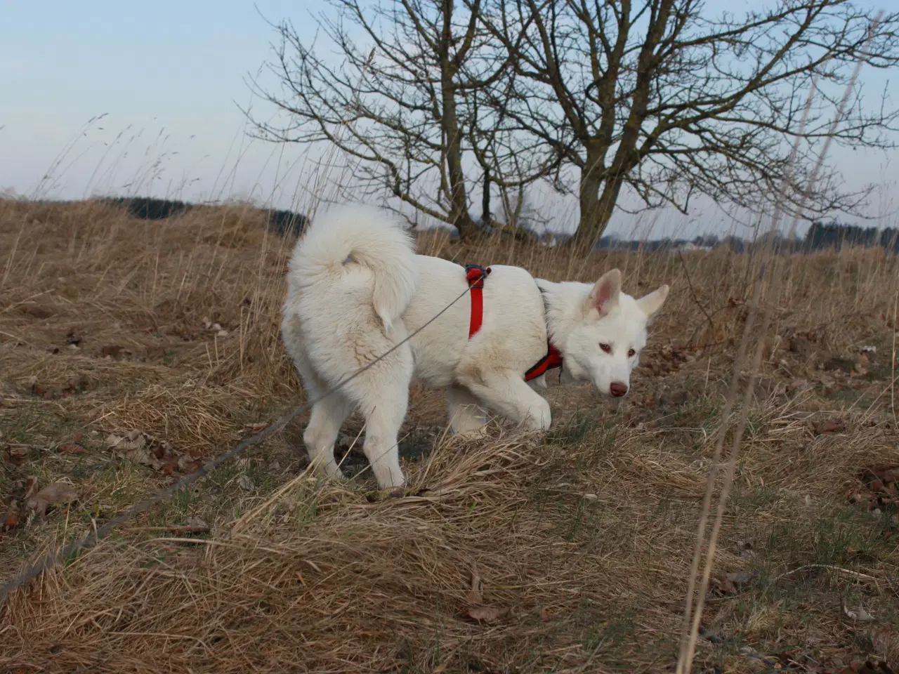 Billede 10 - Samojede / Husky hvalpe 4 måneder