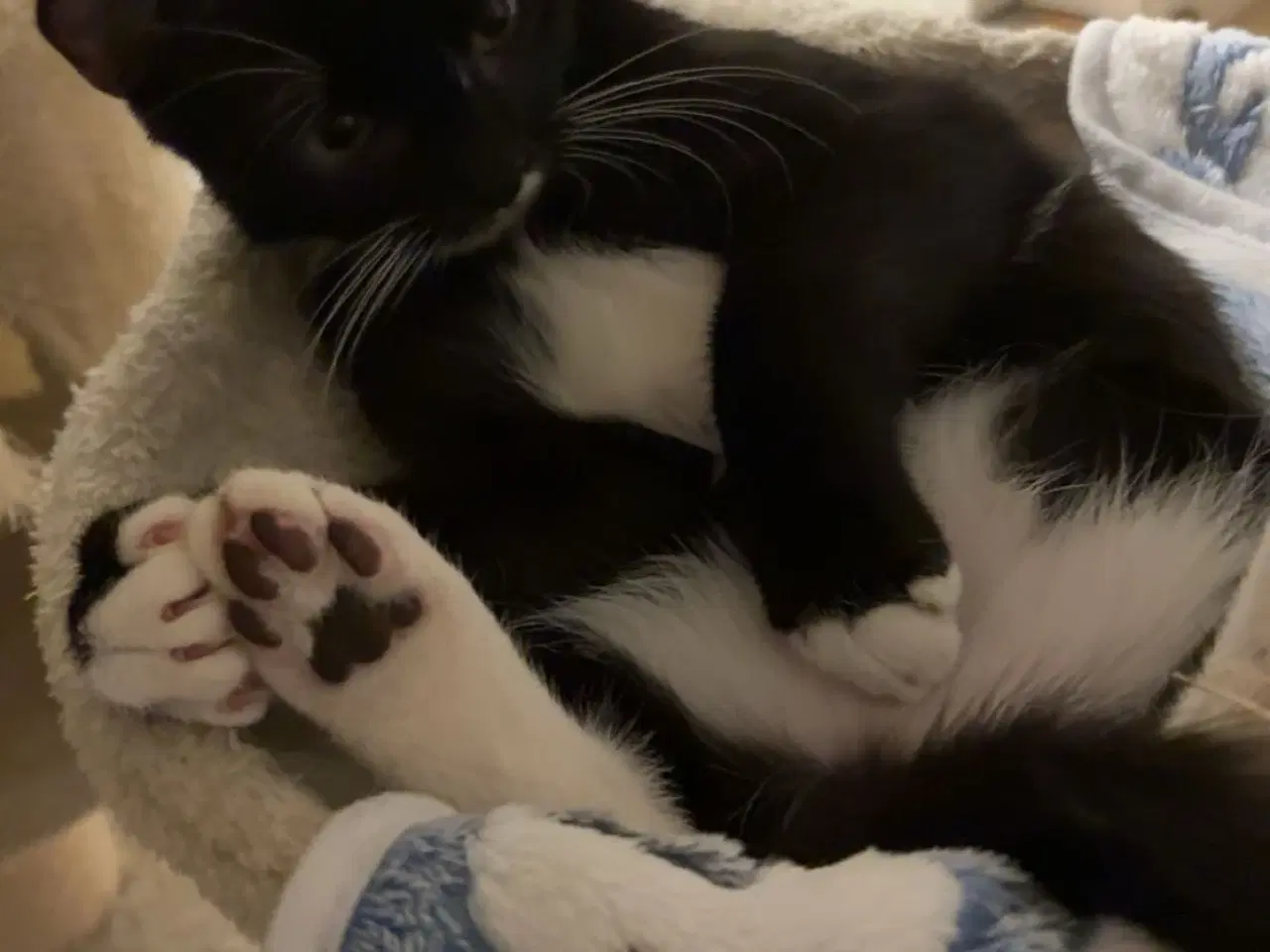 Billede 3 - Han killing med alt udstyr