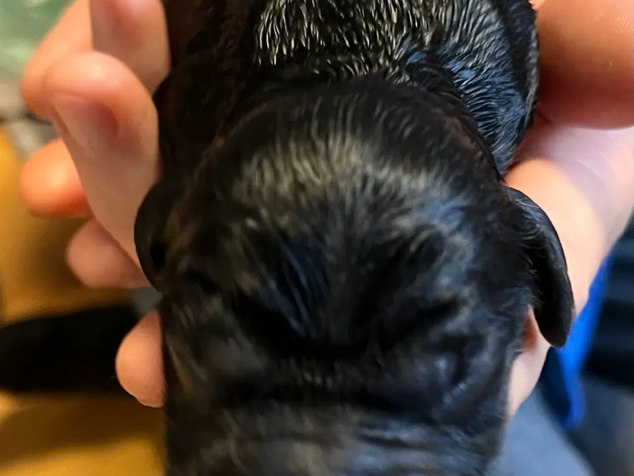 Billede 3 - Smukke Cockerhvalpe