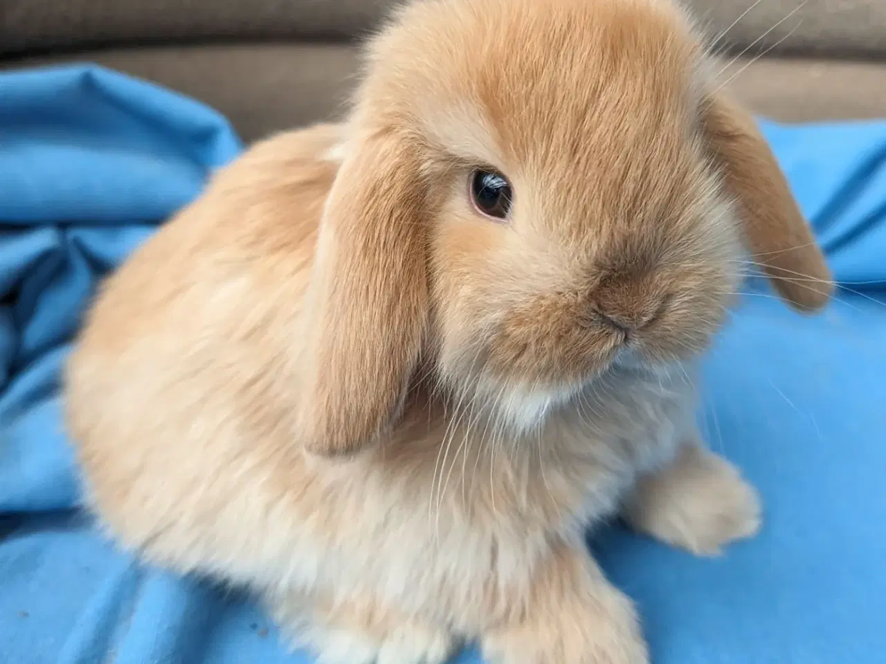 Billede 8 - Minilop kaninunge sælges 