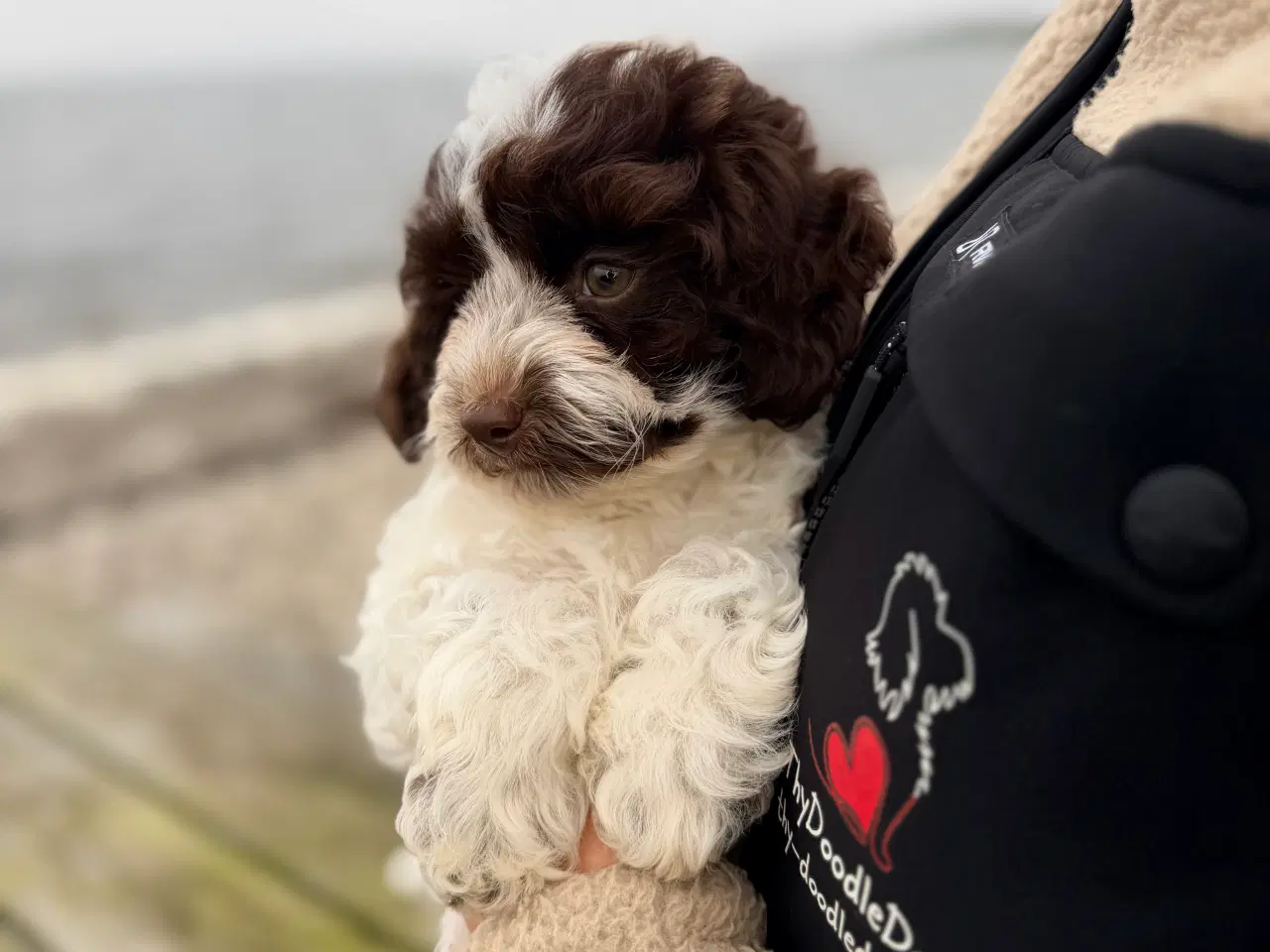 Billede 7 - Havapoo