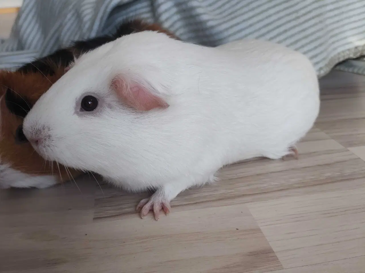 Billede 3 - Marsvin 2 stk hanner (Brødre)