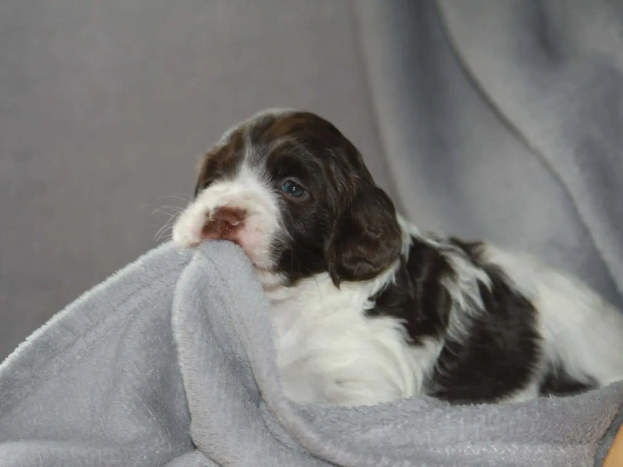 Billede 6 - Dansk svensk gårdhund/Ft. Cocker spaniel