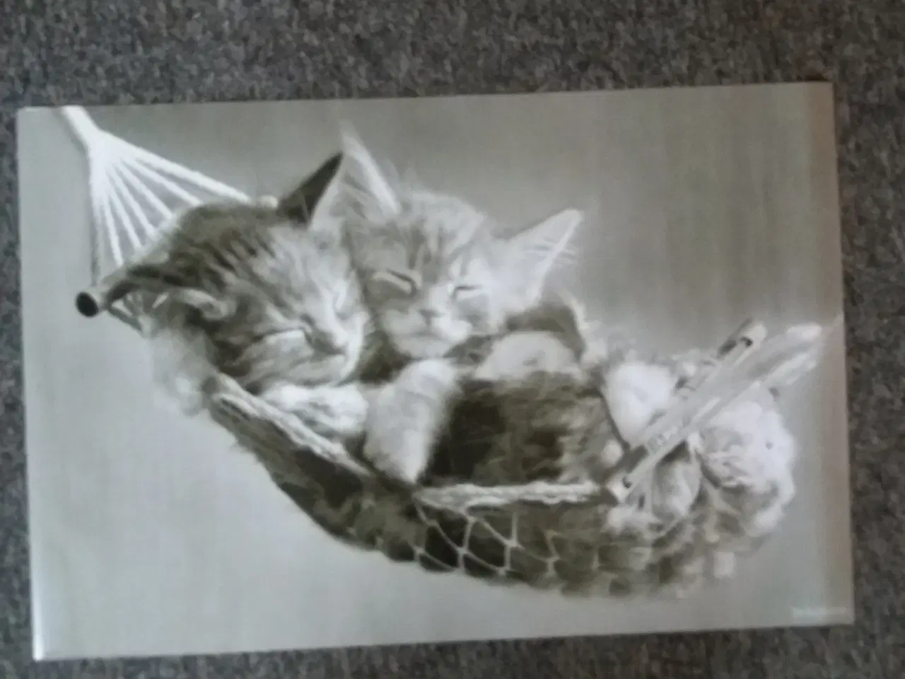 Billede 1 - Plakat med killinger i hængekøje
