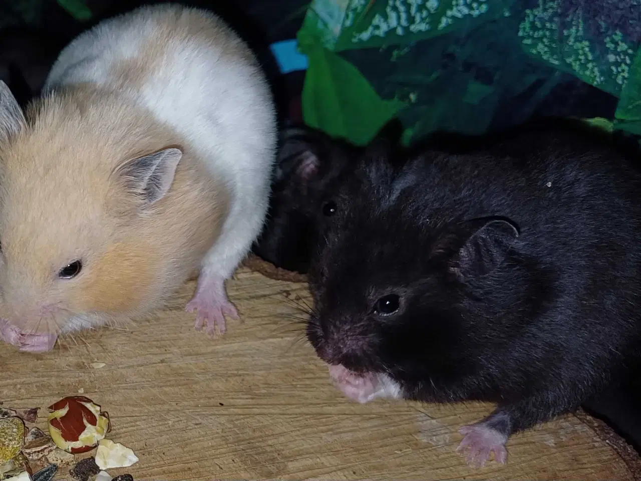 Billede 17 - Guldhamster unger