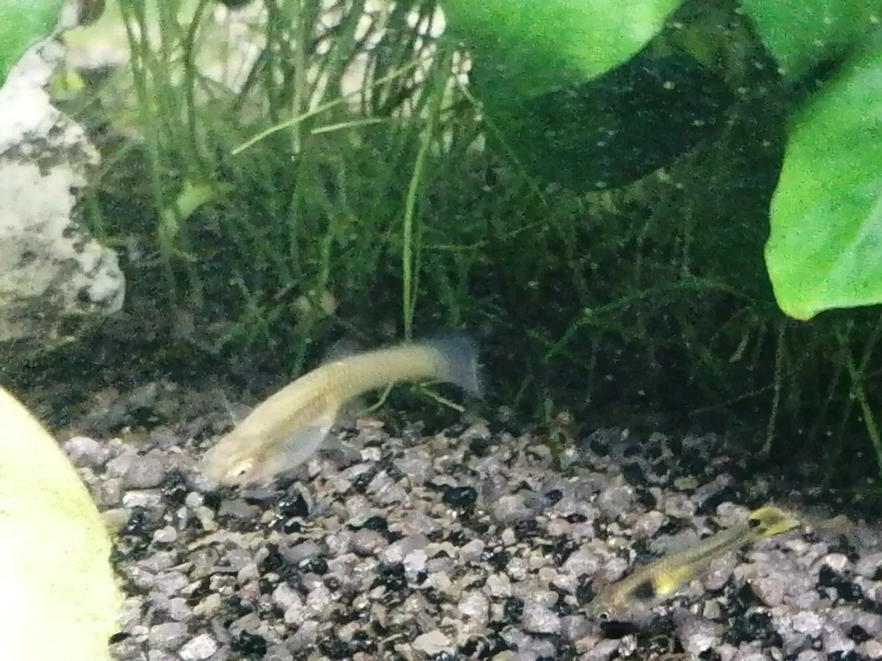 Billede 2 - 🐠🐟 10 stk guppy tiger 🐠🐟
