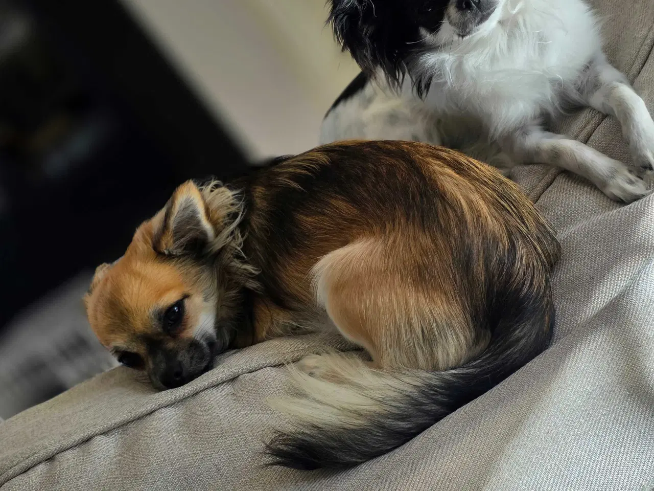 Billede 1 - Milo og Charlie