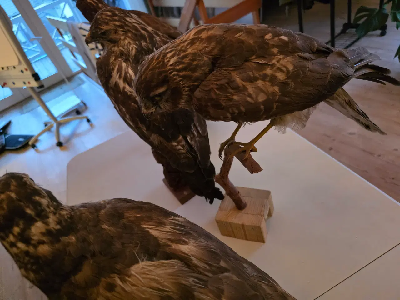 Billede 6 - Rovfugle, sælges samlet eller hver for sig