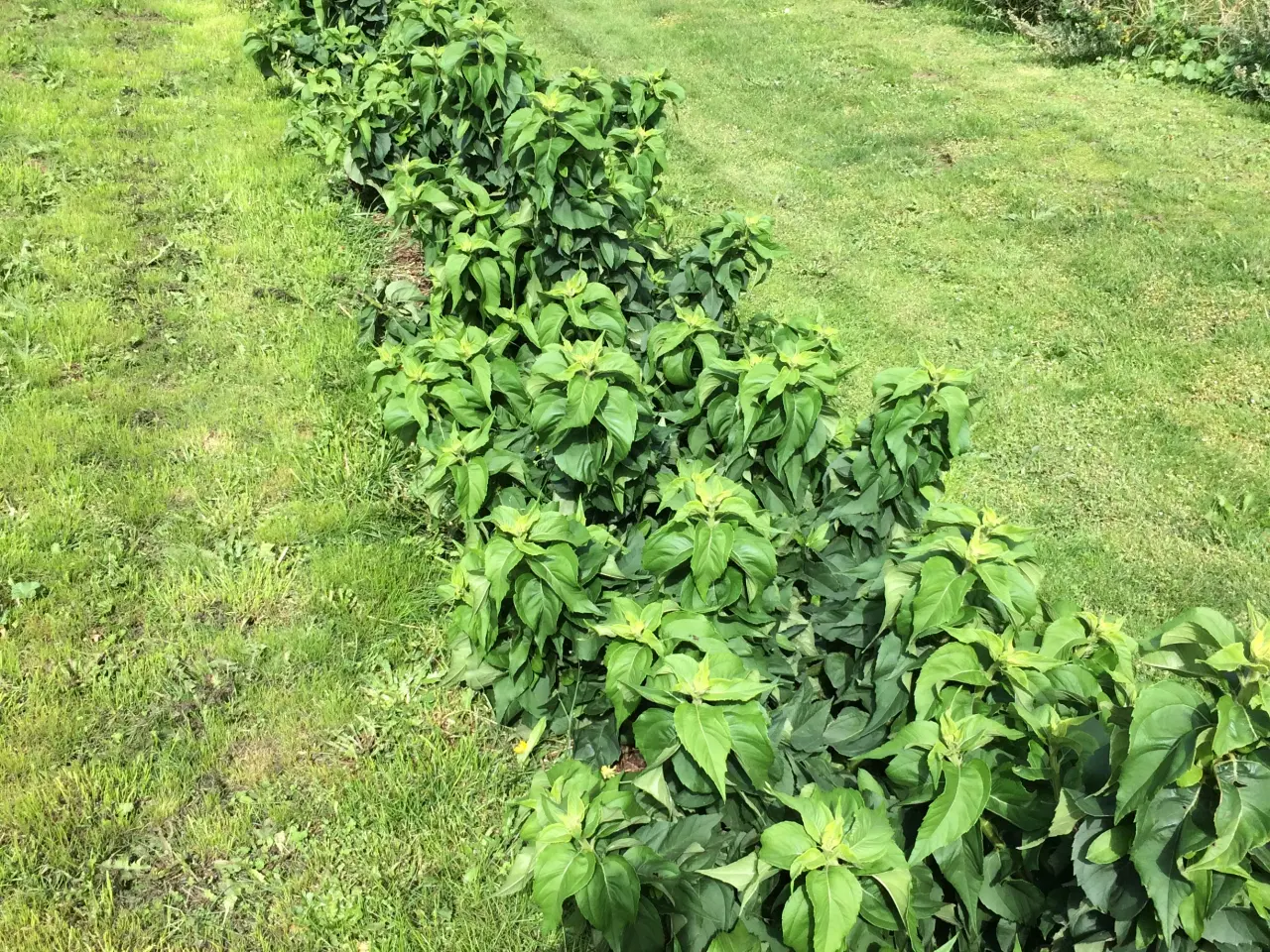 Billede 12 - Jordskokker 6 sorter alle vinterhårdfør