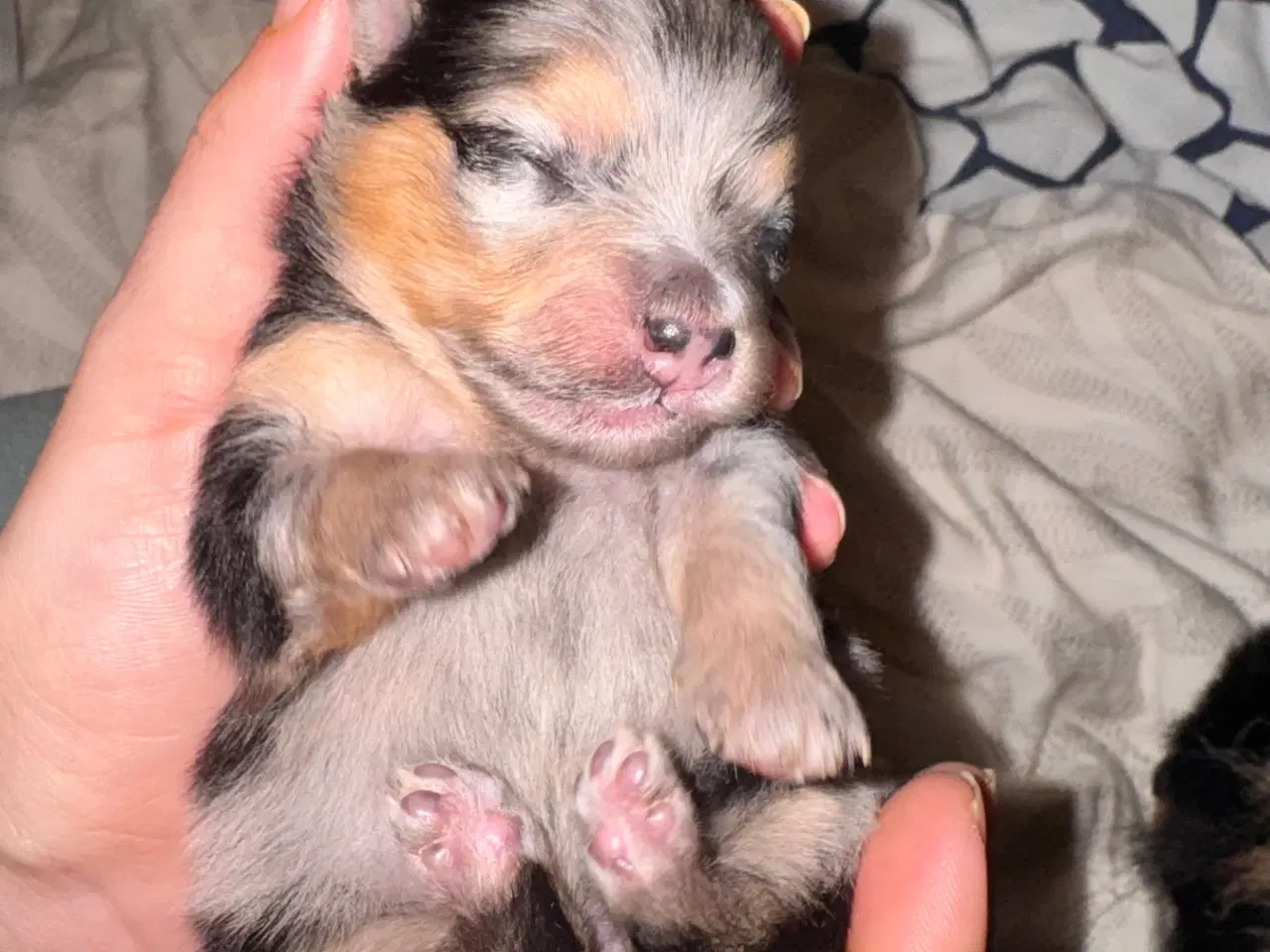 Billede 9 - Pomeranian Merle 