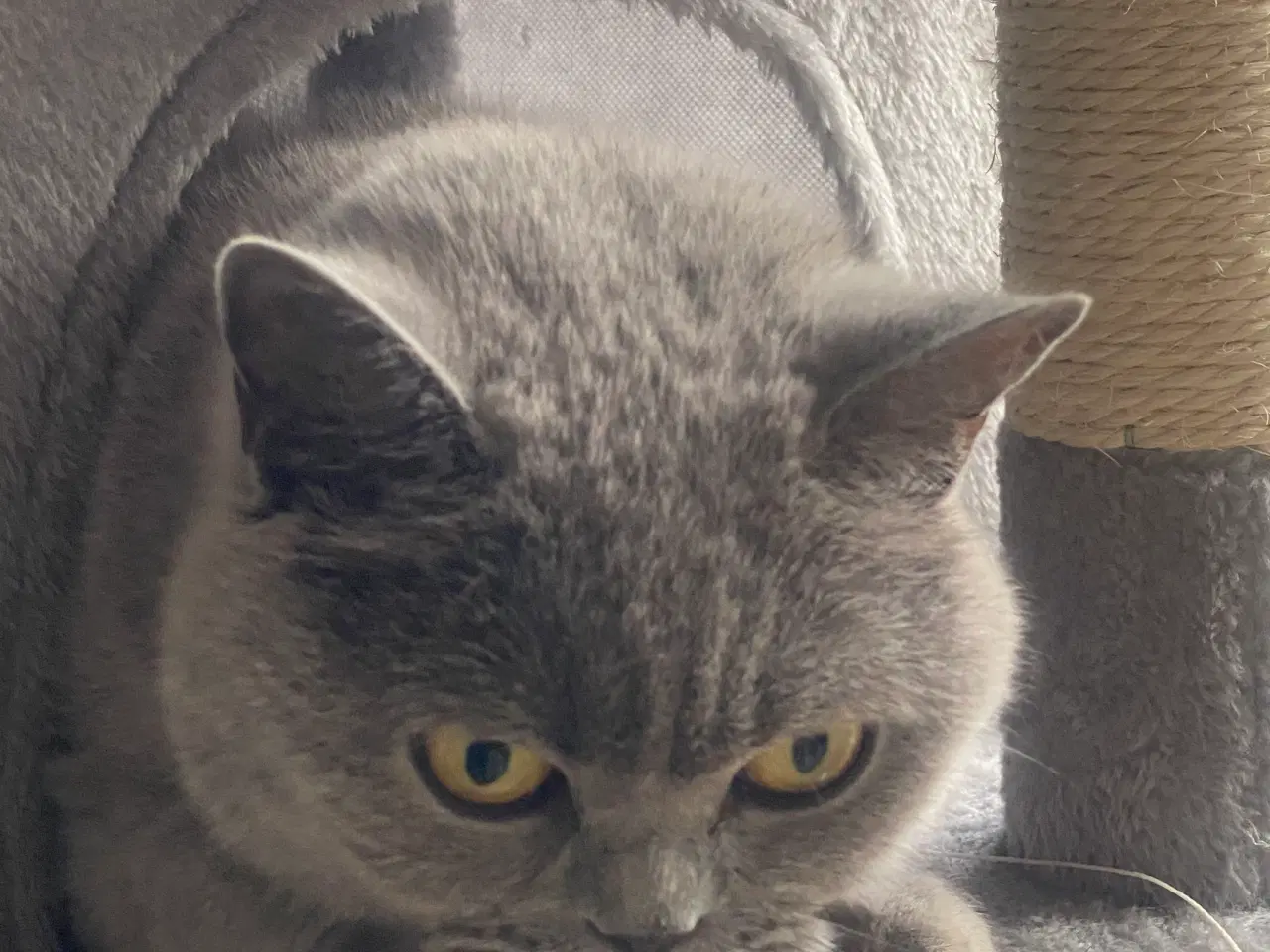 Billede 5 - Den sødeste Misse 🐱 