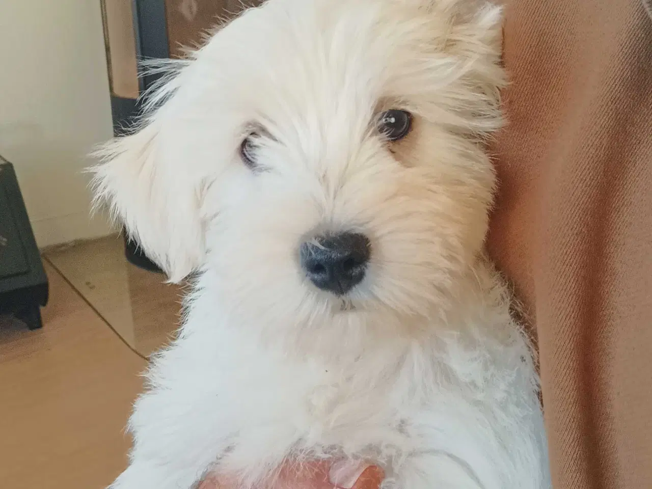 Billede 1 - 3 Bomulds totter tilbage 