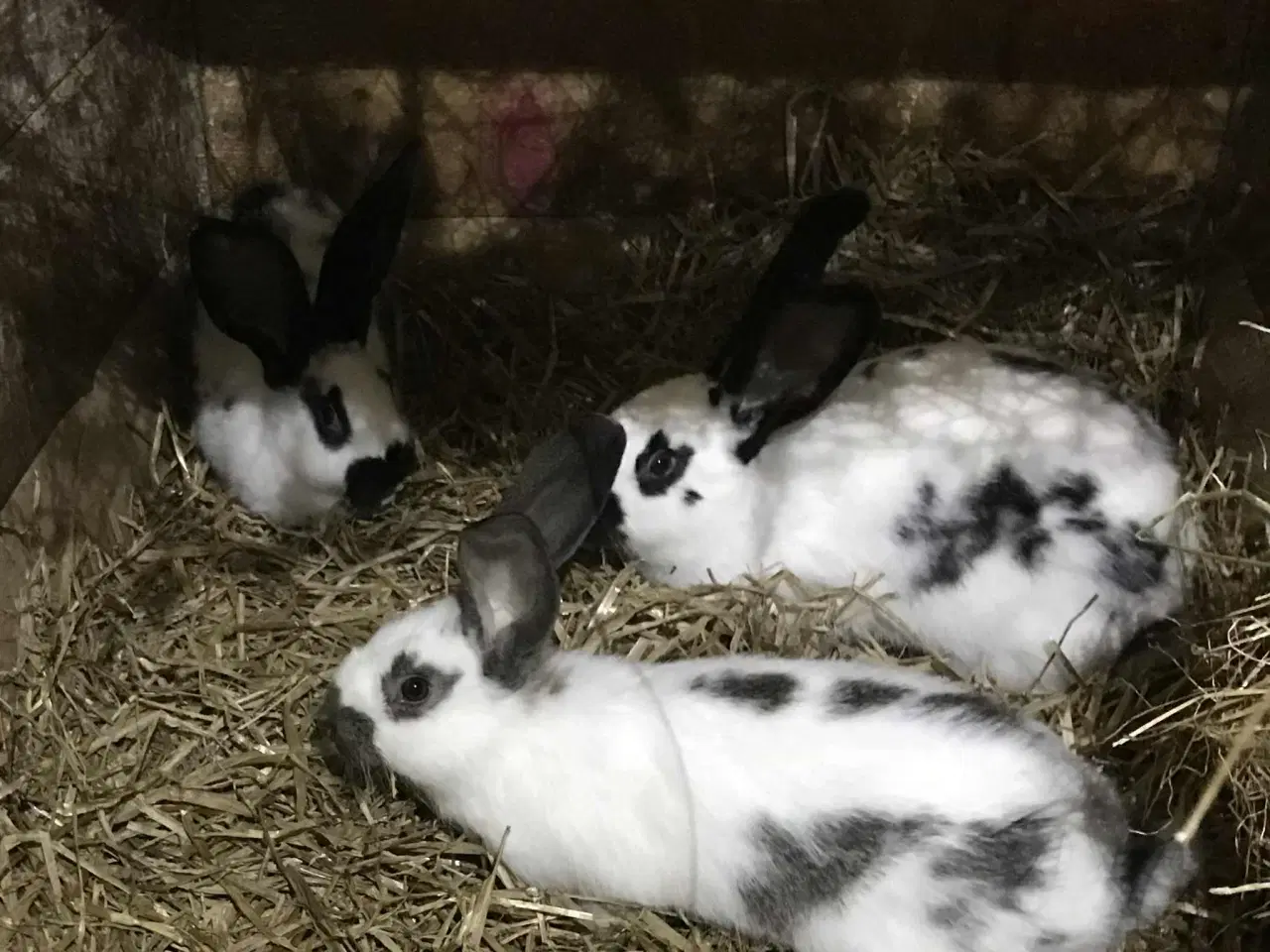 Billede 3 - Belgisk kæmpe/tysk kæmpe kryds sælges pga ophør