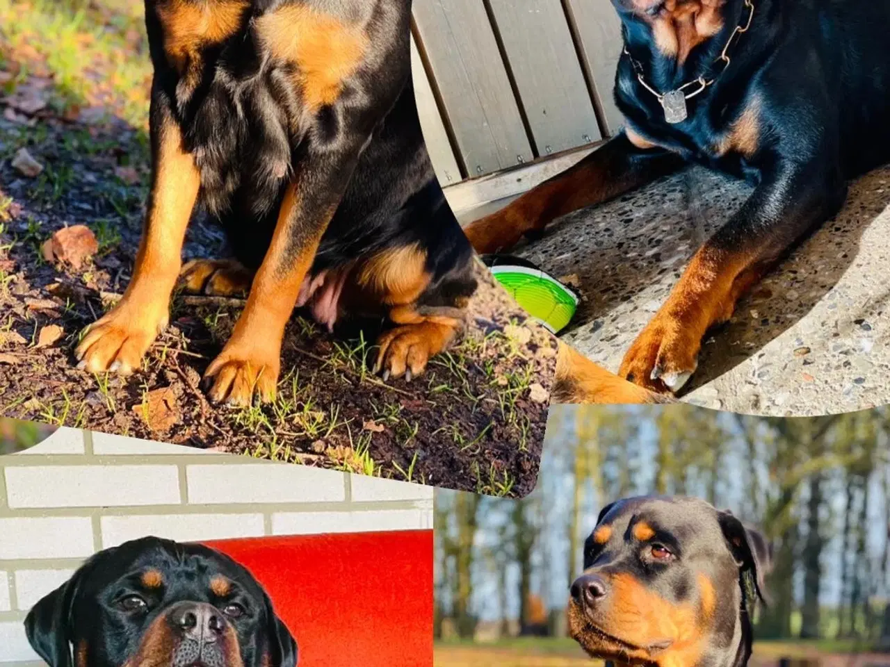 Billede 1 - Rottweiler, hvalpe, 1 uge, yuppie 🥳🥳🥳🥳🥳