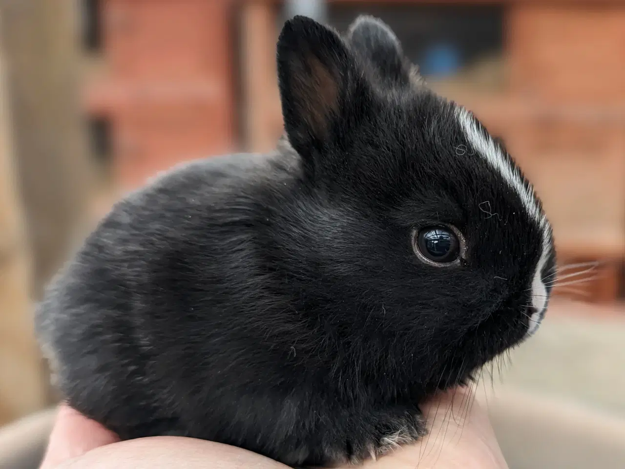 Billede 6 - Hermelin kaninunge sælges 