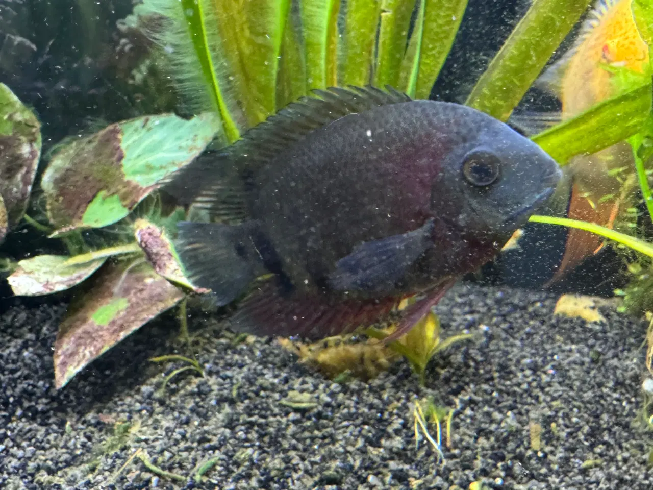 Billede 3 - Store ciklider mangler nyt hjem