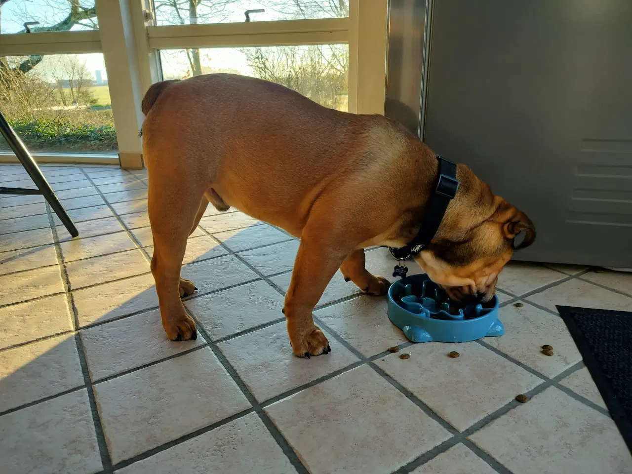 Billede 6 - Engelsk bulldog Kenzo