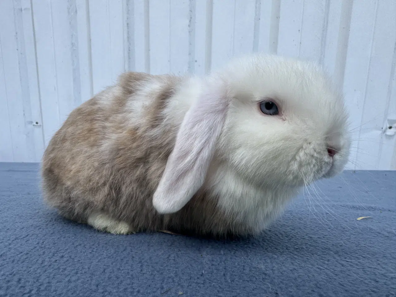 Billede 7 - Mini lop satin hunkanin