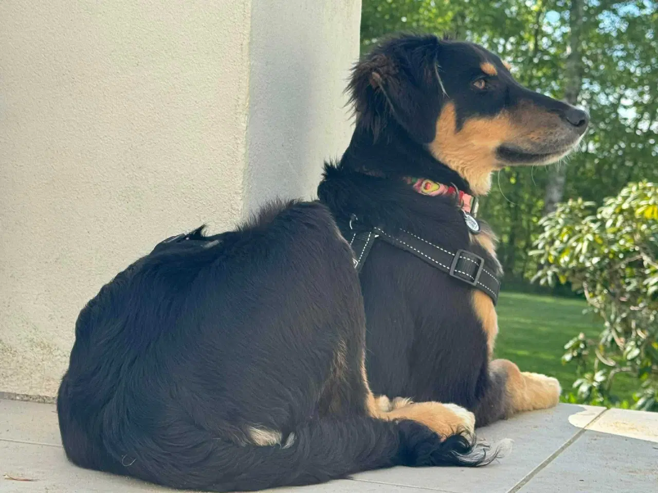 Billede 6 - Søde Donut søger familie 🐾