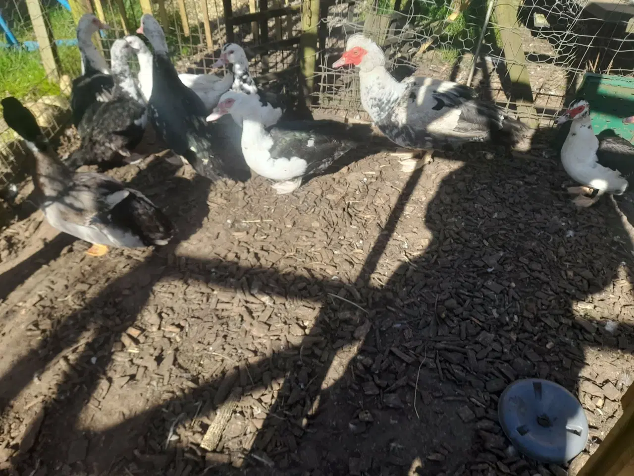 Billede 2 - moskusænder 