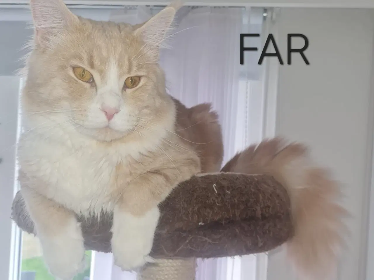 Billede 5 - Sødeste Maine coon killing
