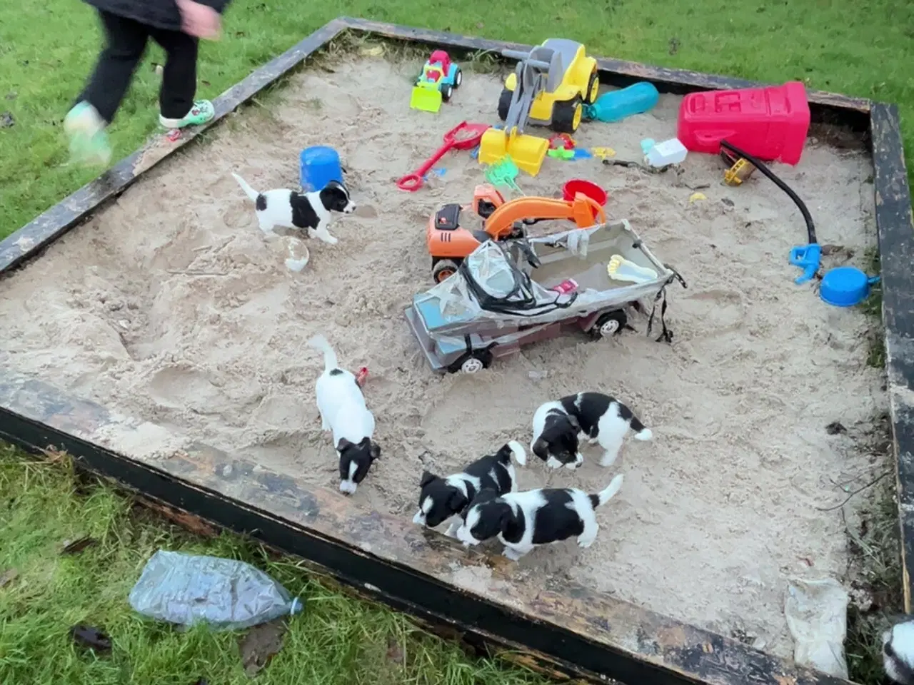 Billede 1 - Jack Russell hvalpe til salg