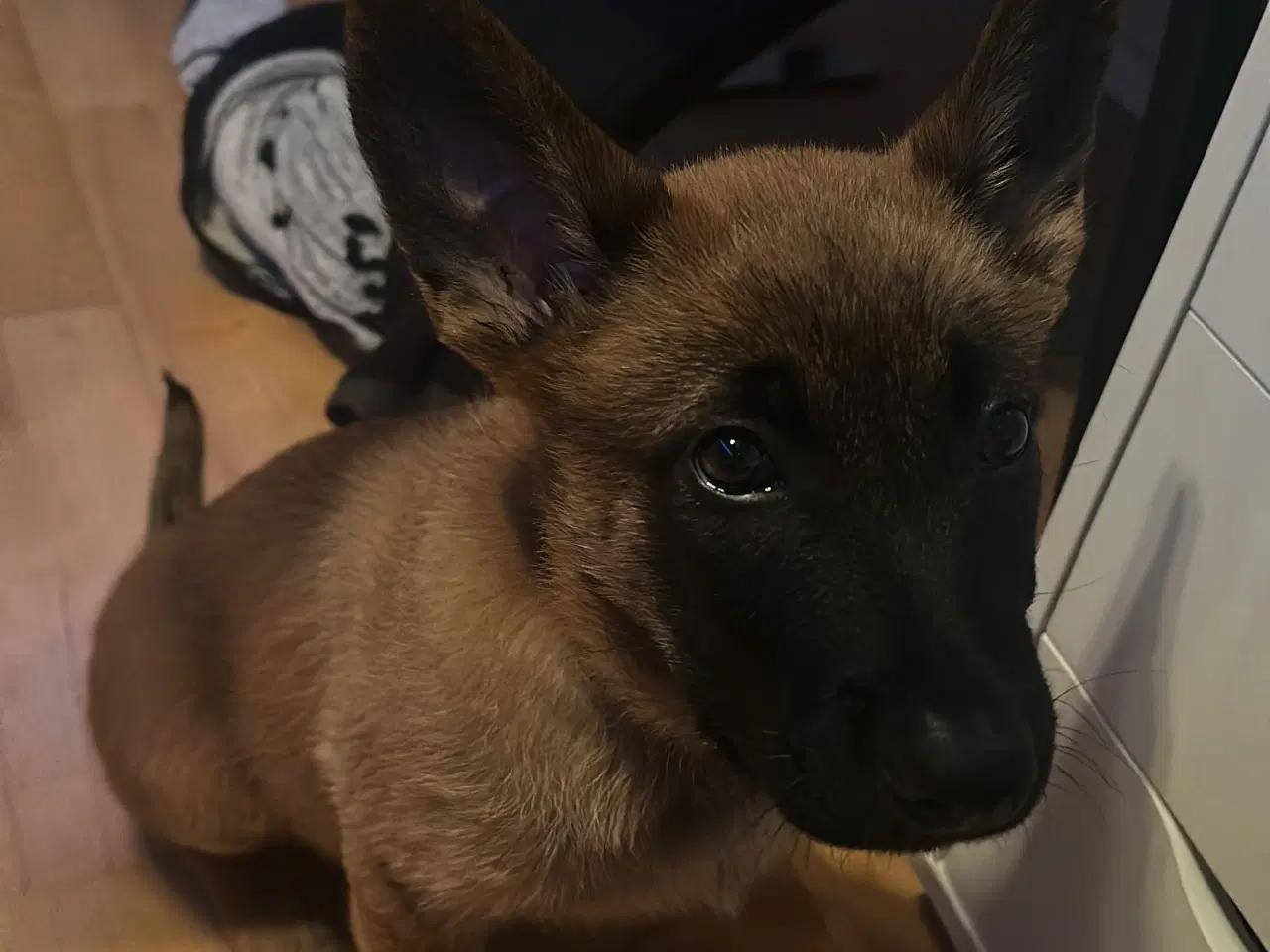 Billede 4 - Hund