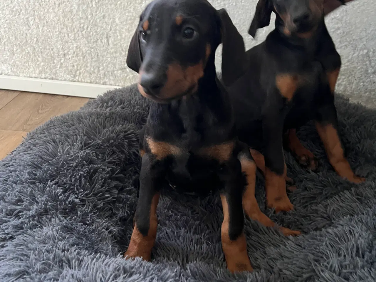 Billede 1 - Doberman smukke hvalpe