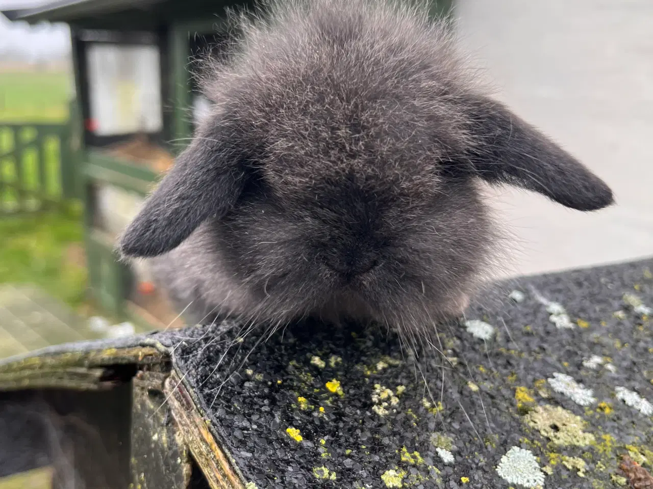 Billede 1 - Kanin unger. Minilop 