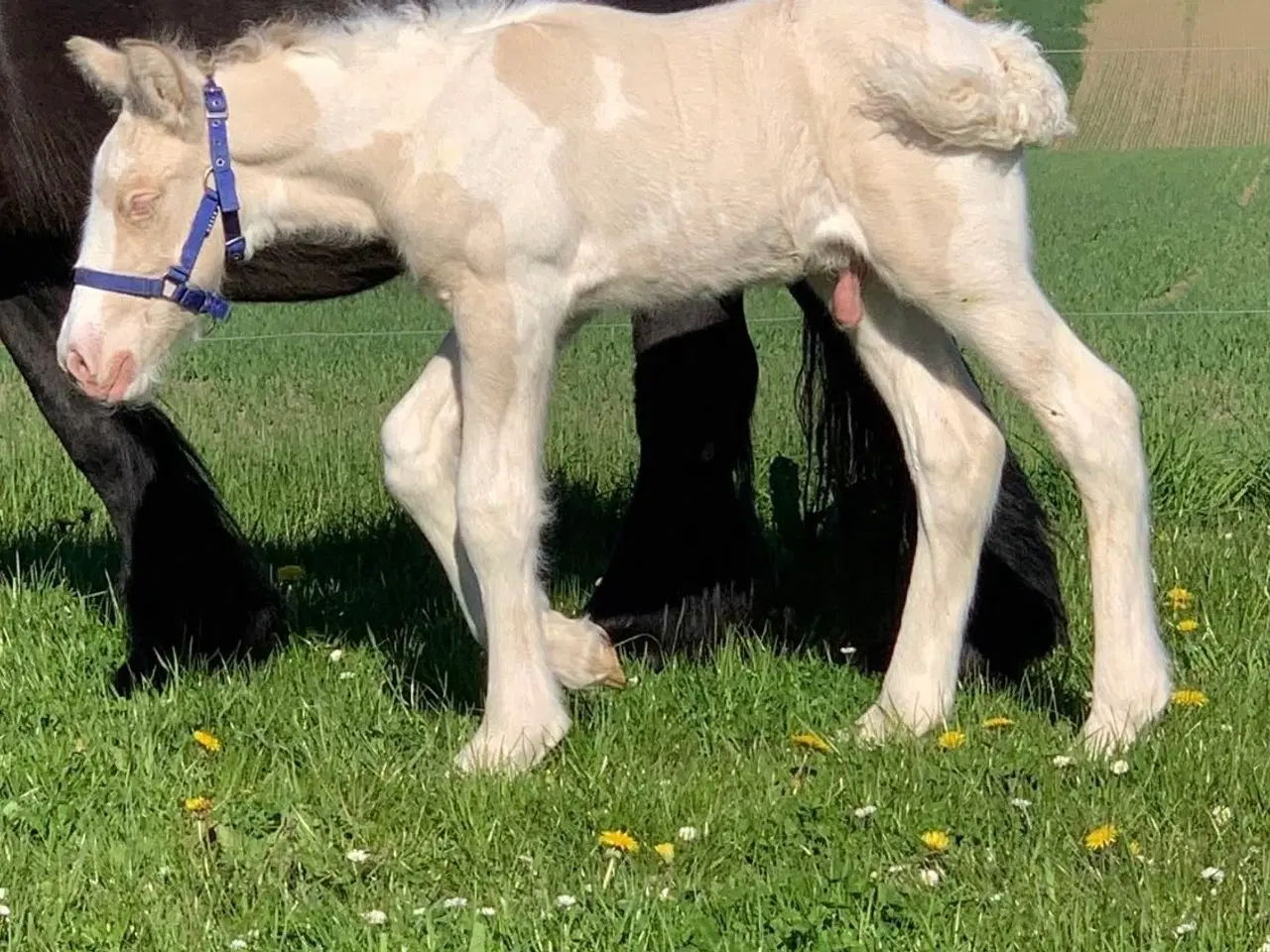 Billede 4 - Tinker hingsteplag. 