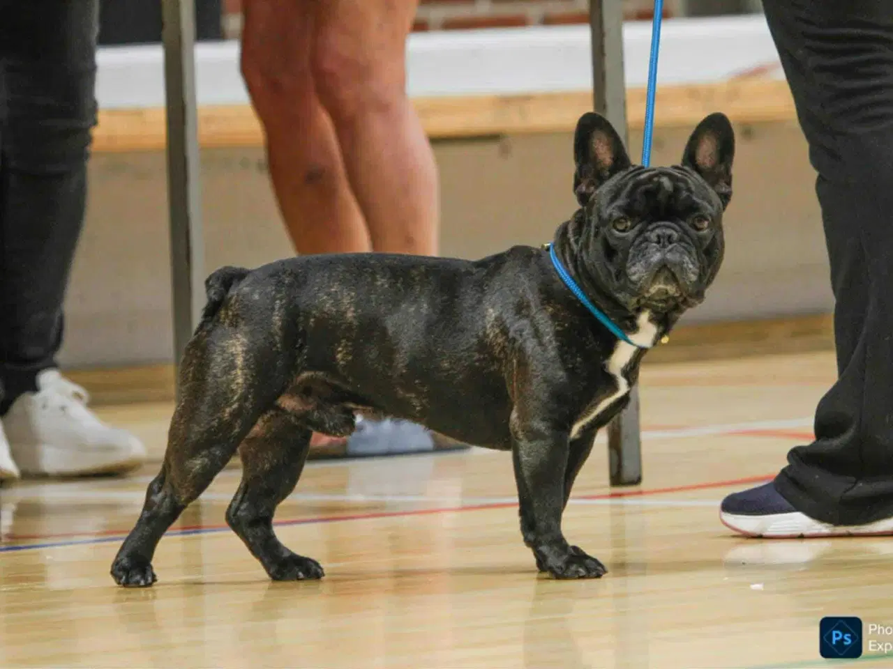 Billede 3 - Fransk bulldog