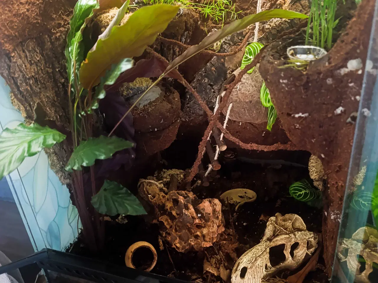 Billede 1 - terrarium komplet med en sund og rolig kronegekko.