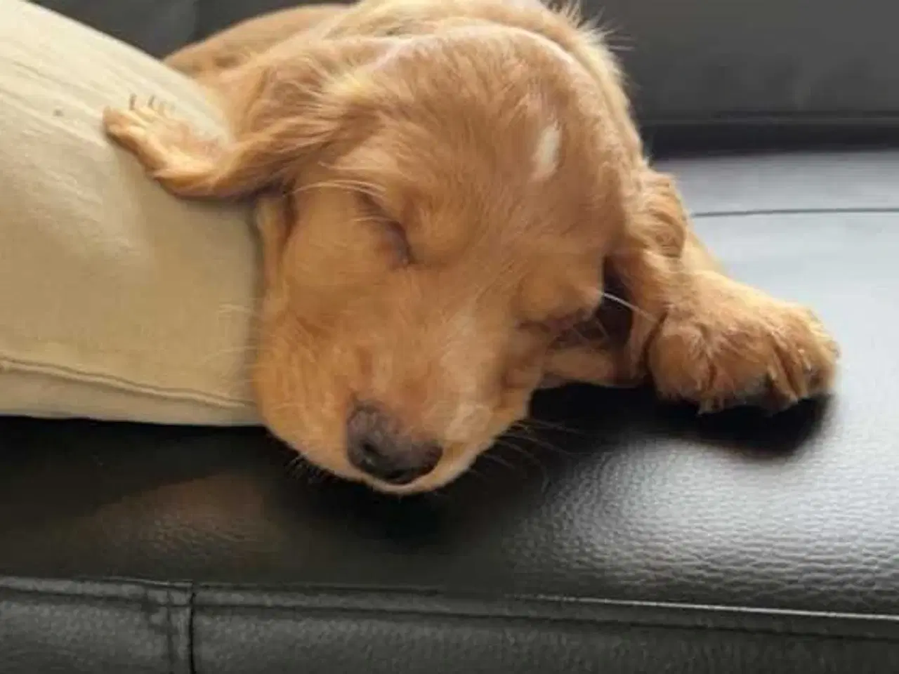 Billede 5 - Parring tilbydes af engelsk cocker spaniel 