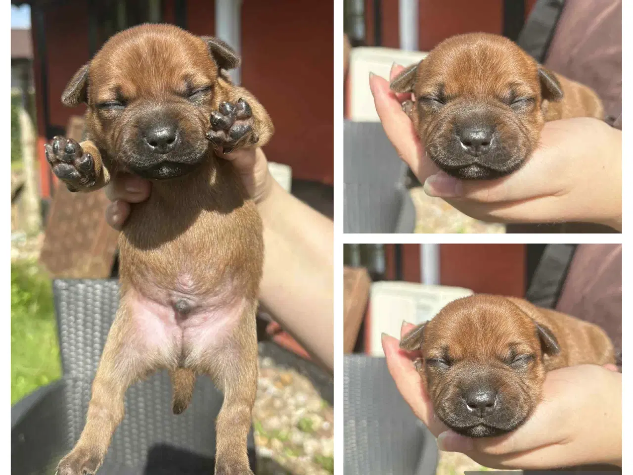 Billede 8 - Staffordshire Bull Terrier hvalpe med DKK tavle