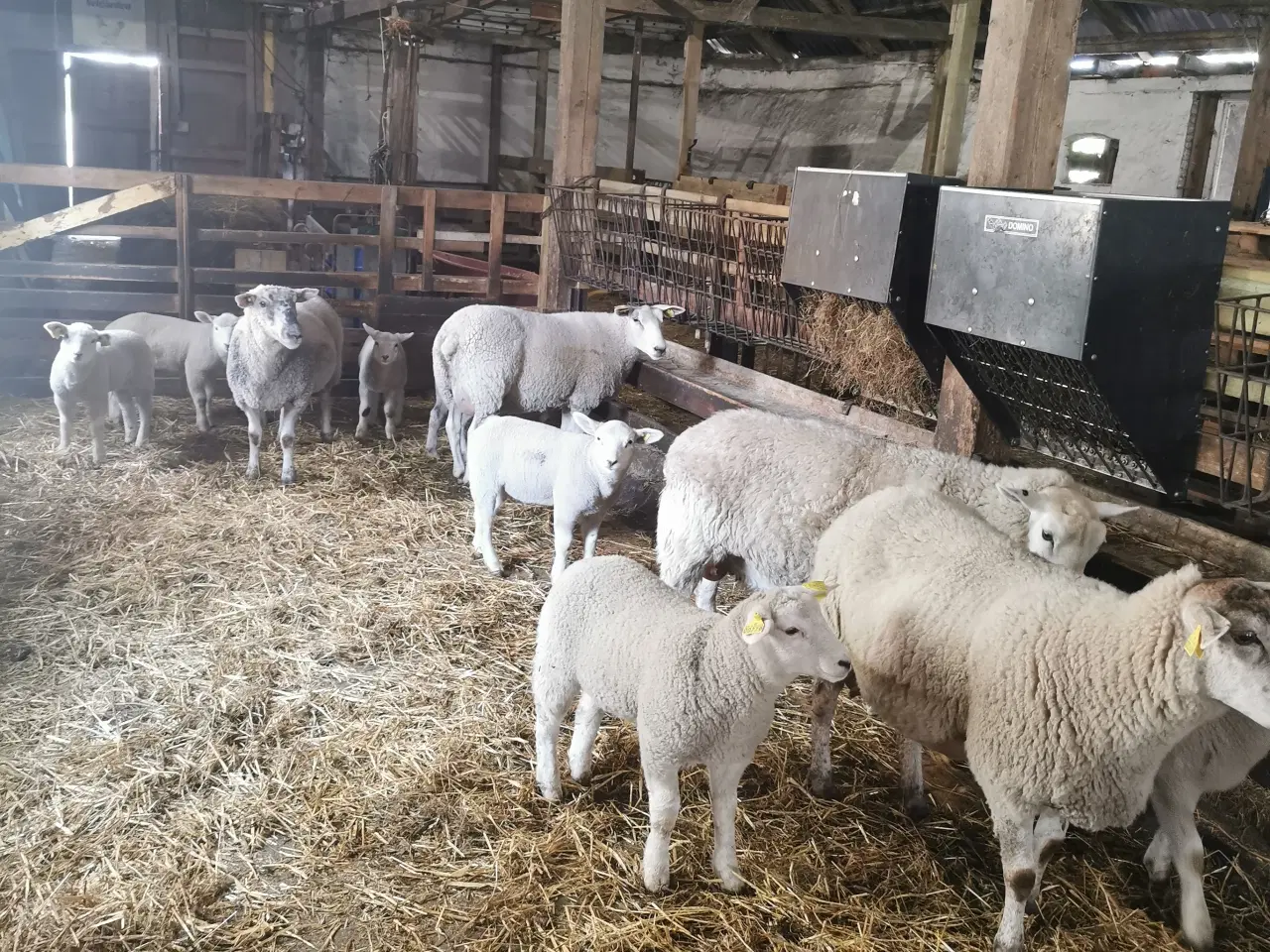 Billede 1 - Texel får med 2 lam