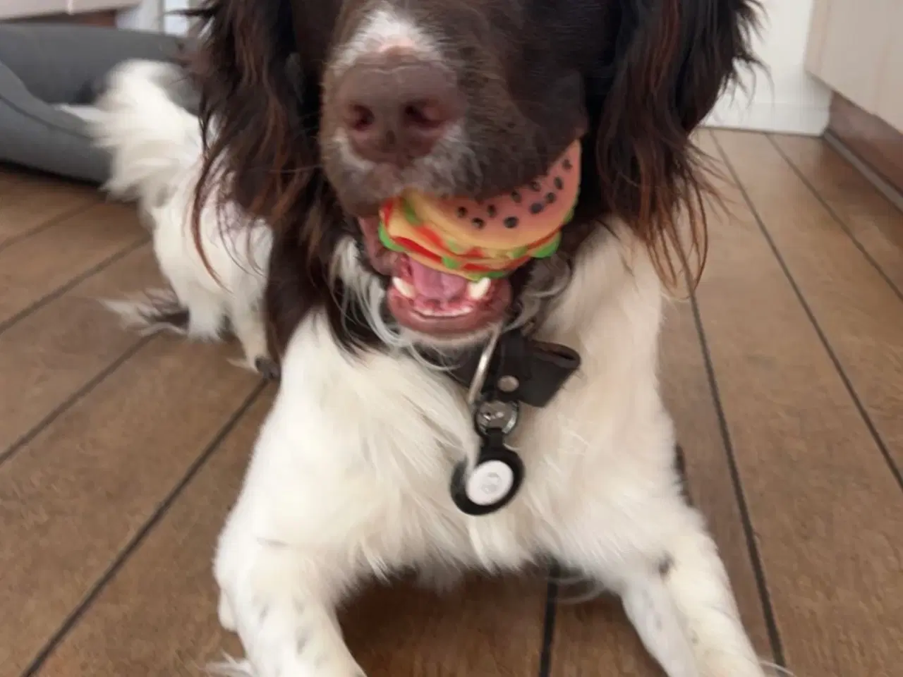 Billede 9 - Salg af Konrad - En fantastisk familiehund og jagt