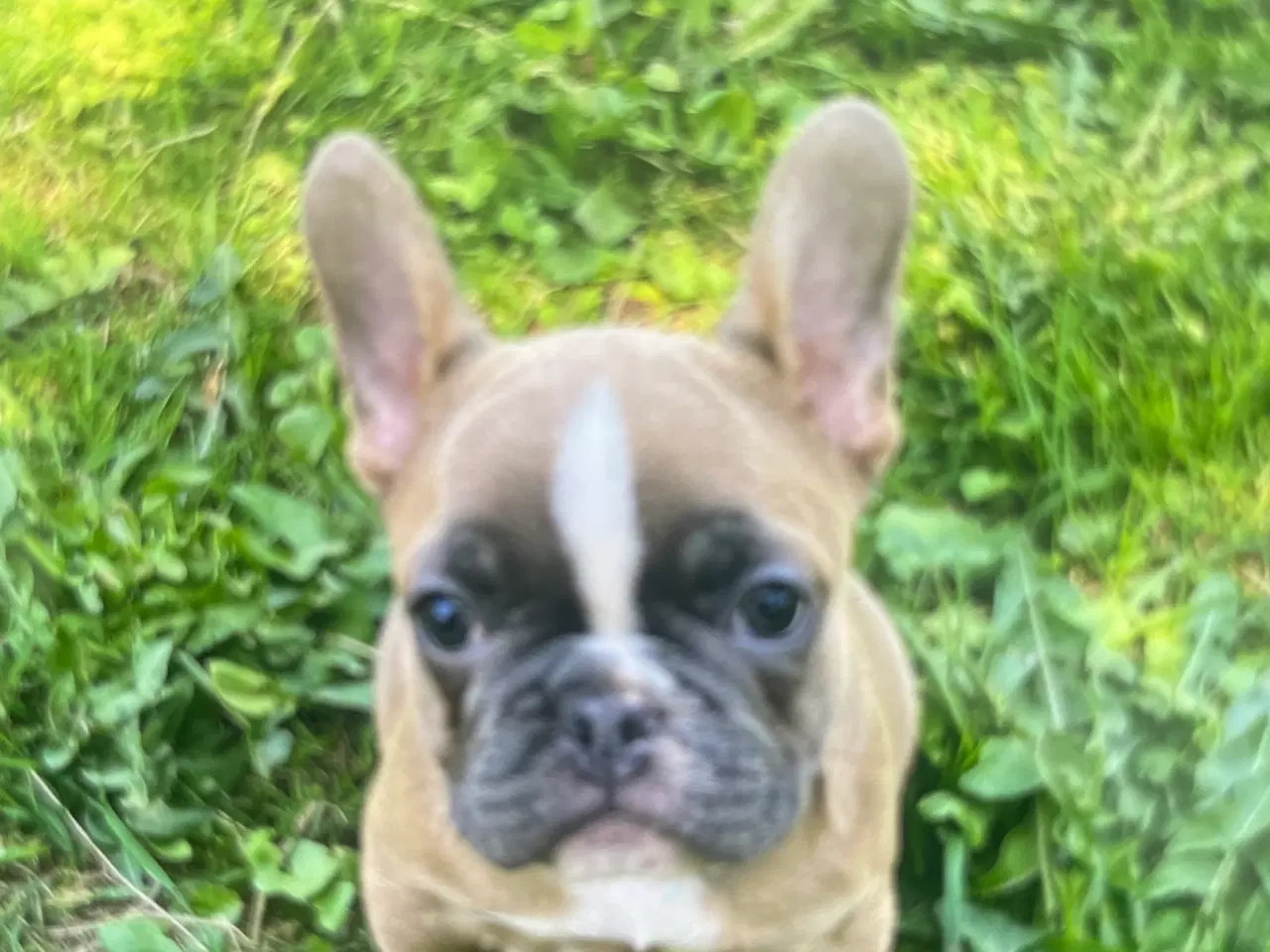 Billede 1 - Franske bulldog hvalpe sælges 